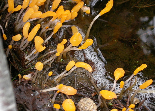 Swamp beacon