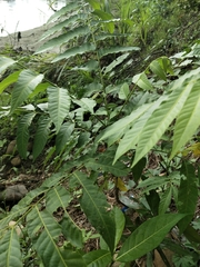 Dysoxylum gaudichaudianum