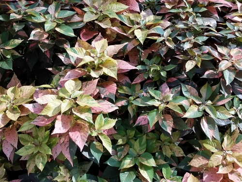 Copperleaf