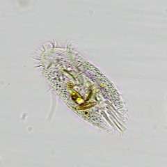 Histriculus histrio