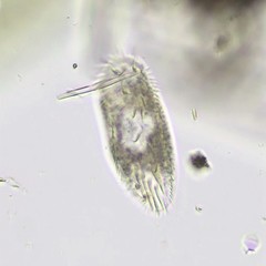 Histriculus histrio