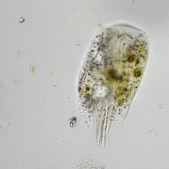 Histriculus histrio