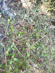 Coprosma rhamnoides