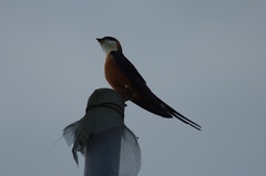 Cecropis senegalensis