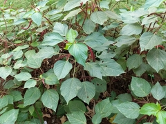 Acalypha hispida