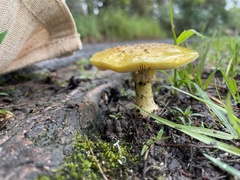 Amanita flavella