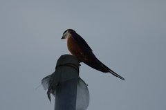 Cecropis senegalensis