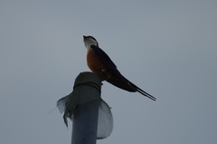 Cecropis senegalensis