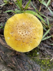 Amanita flavella