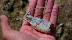 Cherax quadricarinatus