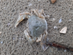 Liocarcinus