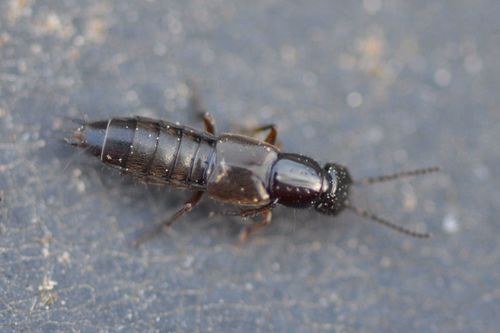 Rove beetle