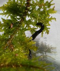 Rhynchodemus sylvaticus