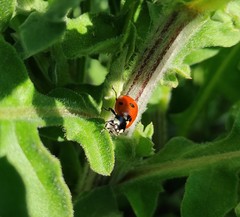 Coccinella septempunctata