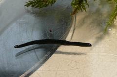 Rhynchodemus sylvaticus