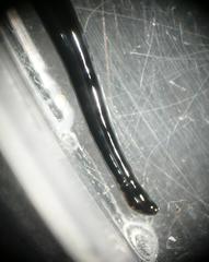 Rhynchodemus sylvaticus