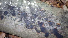 Biscogniauxia nummularia