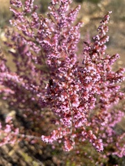 Polycodon