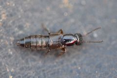 Philonthus rectangulus