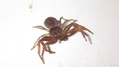 Coriarachne depressa