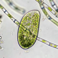 Paramecium bursaria
