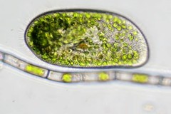Paramecium bursaria