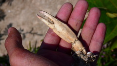 Cherax quadricarinatus