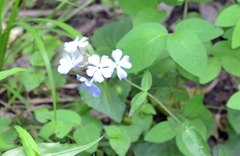 Phlox divaricata divaricata