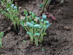 Trigonella foenum-graecum