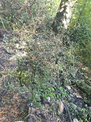 Coprosma rhamnoides