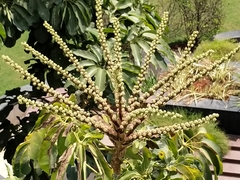 Heptapleurum arboricola