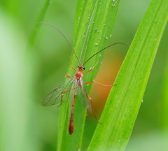Dicamptus fuscicornis