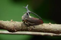 Elaphiceps cervus