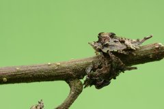 Elaphiceps cervus