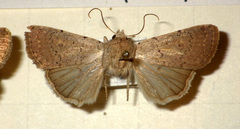 Caradrina aspersa