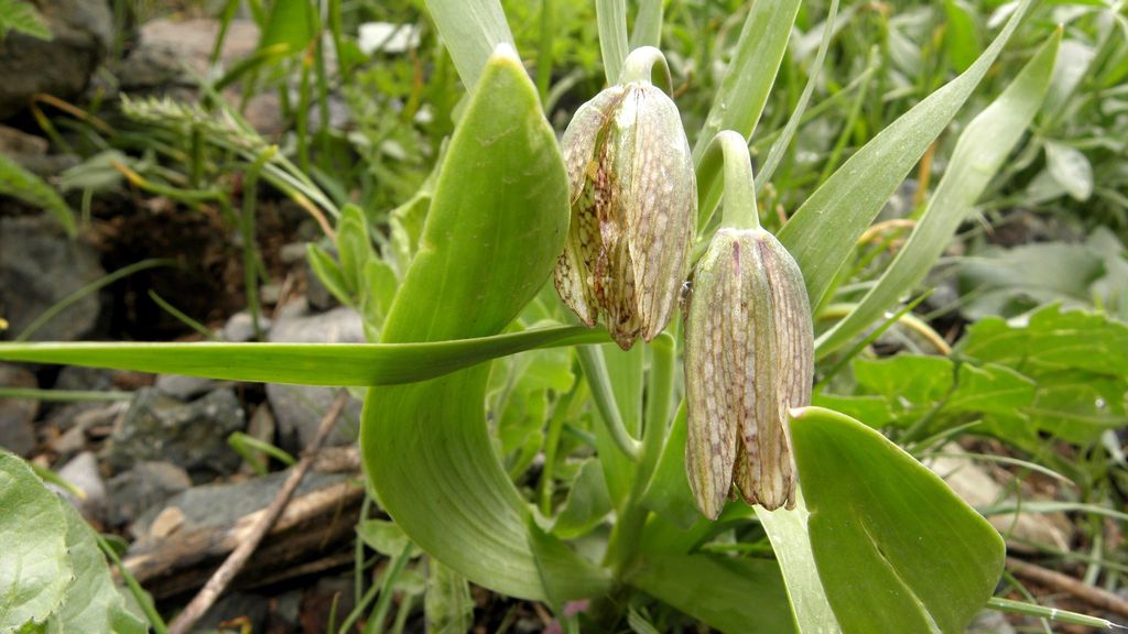 Fritillaria hakkarensis