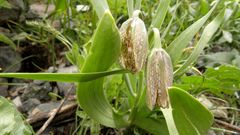 Fritillaria hakkarensis