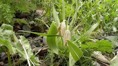 Fritillaria hakkarensis