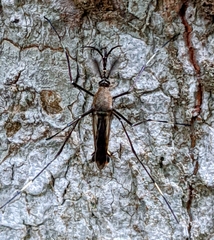 Toxorhynchites splendens