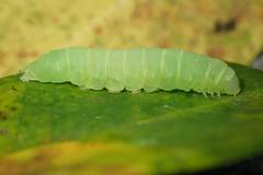 Psimada quadripennis