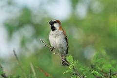 Passer motitensis