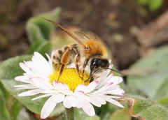 Andrena gravida