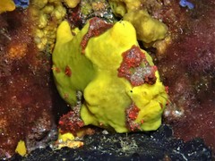Glauert's Frogfish photo 1