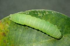 Psimada quadripennis