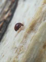 Clambidae