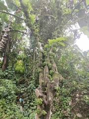 Ficus heteropoda