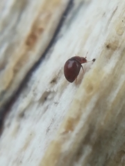 Clambidae
