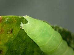 Psimada quadripennis