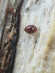 Clambidae