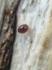 Clambidae